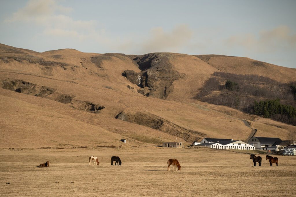 Icelandic horses grazing at golden hour